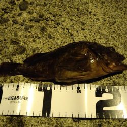 ガシラをあえて狙ってみた